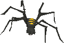 Picture of Blessed spider